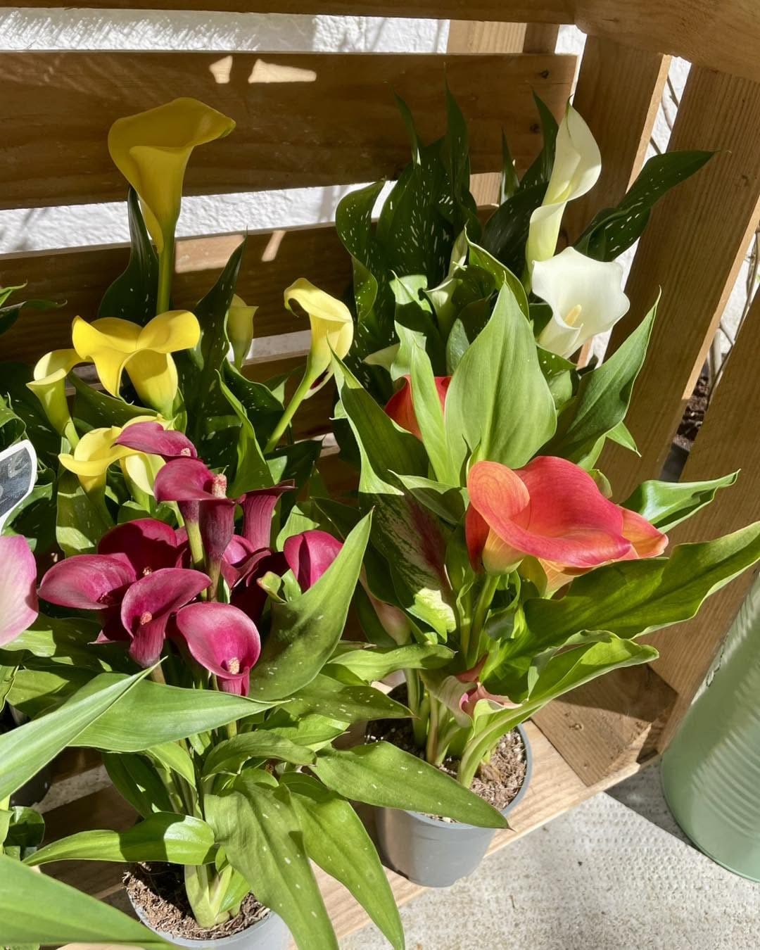 Réalisation florale — Compositions du quotidien